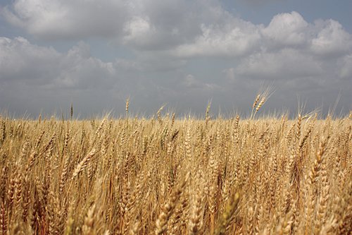 Property photo 17 - Cimarron, Kansas Land Auction - 310 Acres Offered in 7 Tracts